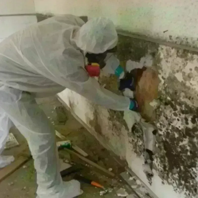 Mold Remediation and Removal in Kettering, OH